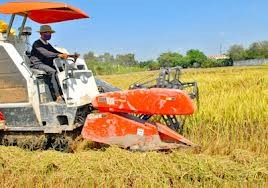 Rice being harvested in the Mekong Delta (Photo: SGGP) Rice being harvested in the Mekong Delta (Photo: SGGP)